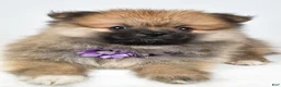 Pomeranian dogs for sale: Frisky - Ad 5