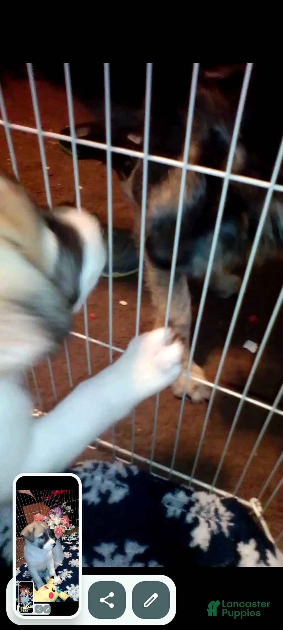 Mixed Breed dogs for sale: BABY JOJO  - Ad 16