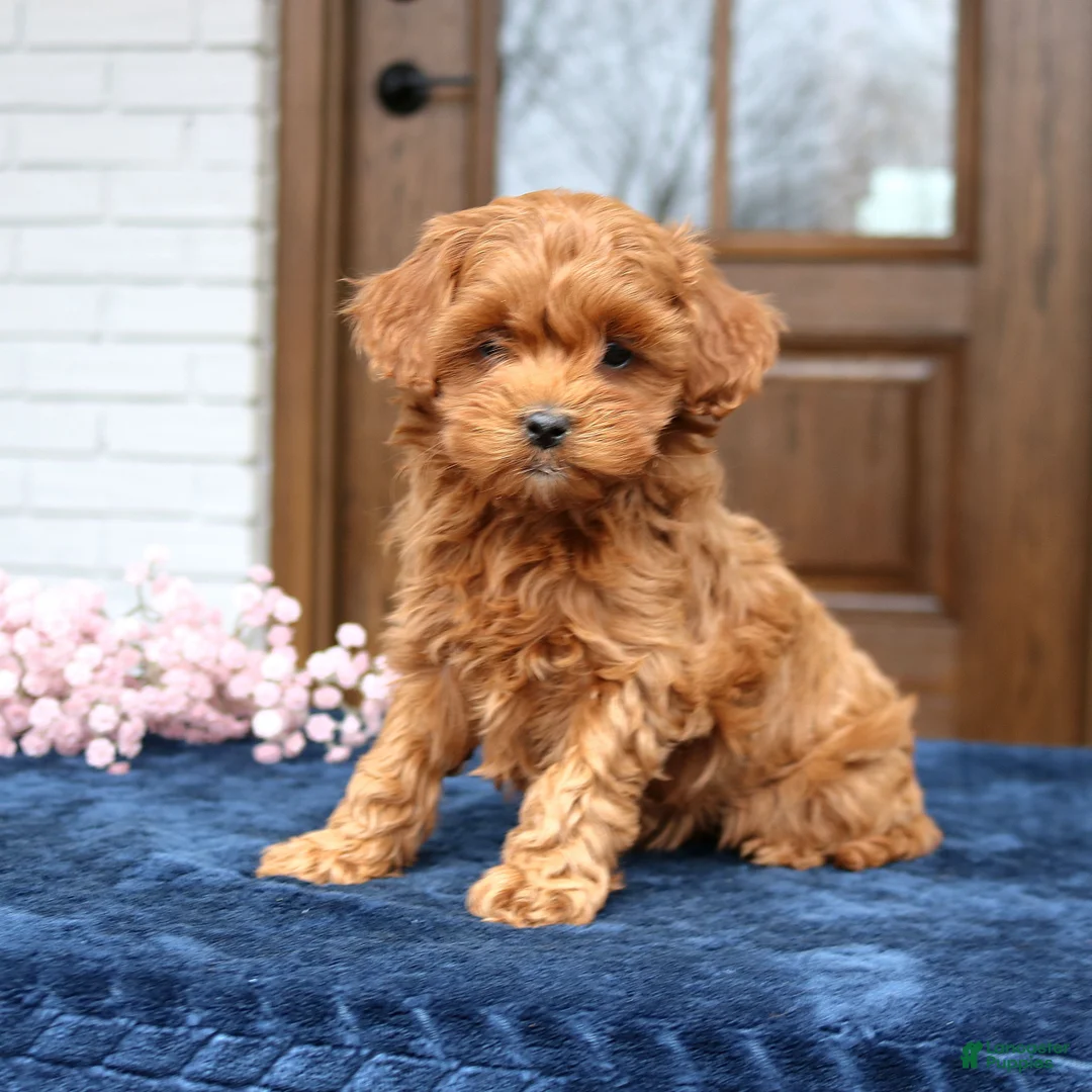 Cavapoo dogs for sale: Susie  - Ad 4