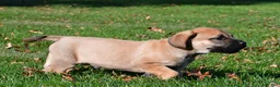 English Mastiff dogs for sale: Axe - Ad 8