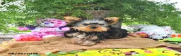 Yorkshire Terrier dogs for sale: Tessy - Ad 4