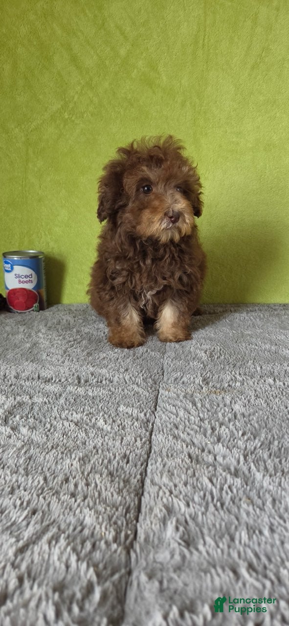 Miniature Poodle dogs Charlie - Ad 2