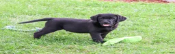 Labrador Retriever dogs for sale: Mario - Ad 2