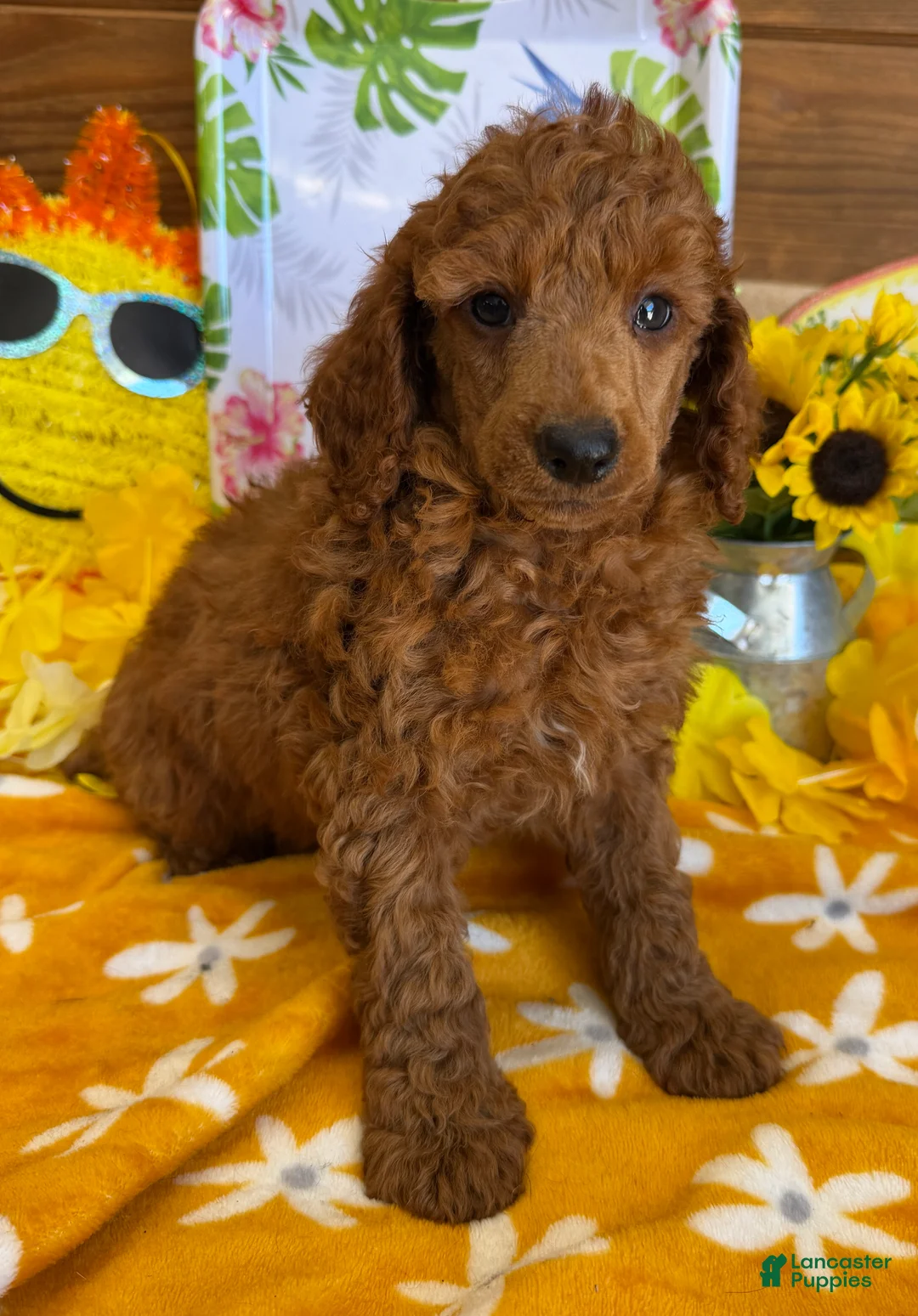 Toy Poodle dogs for sale: Flanigan - Ad 2