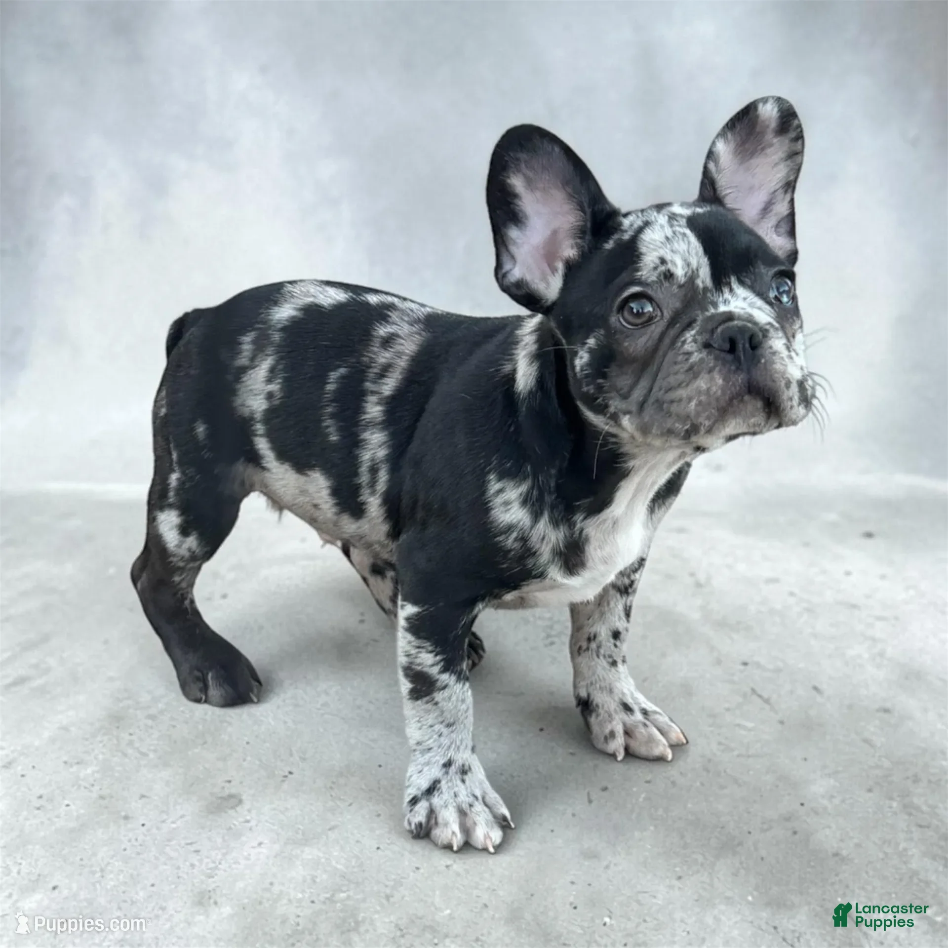 French Bulldog dogs for sale: Oreo - Ad 2