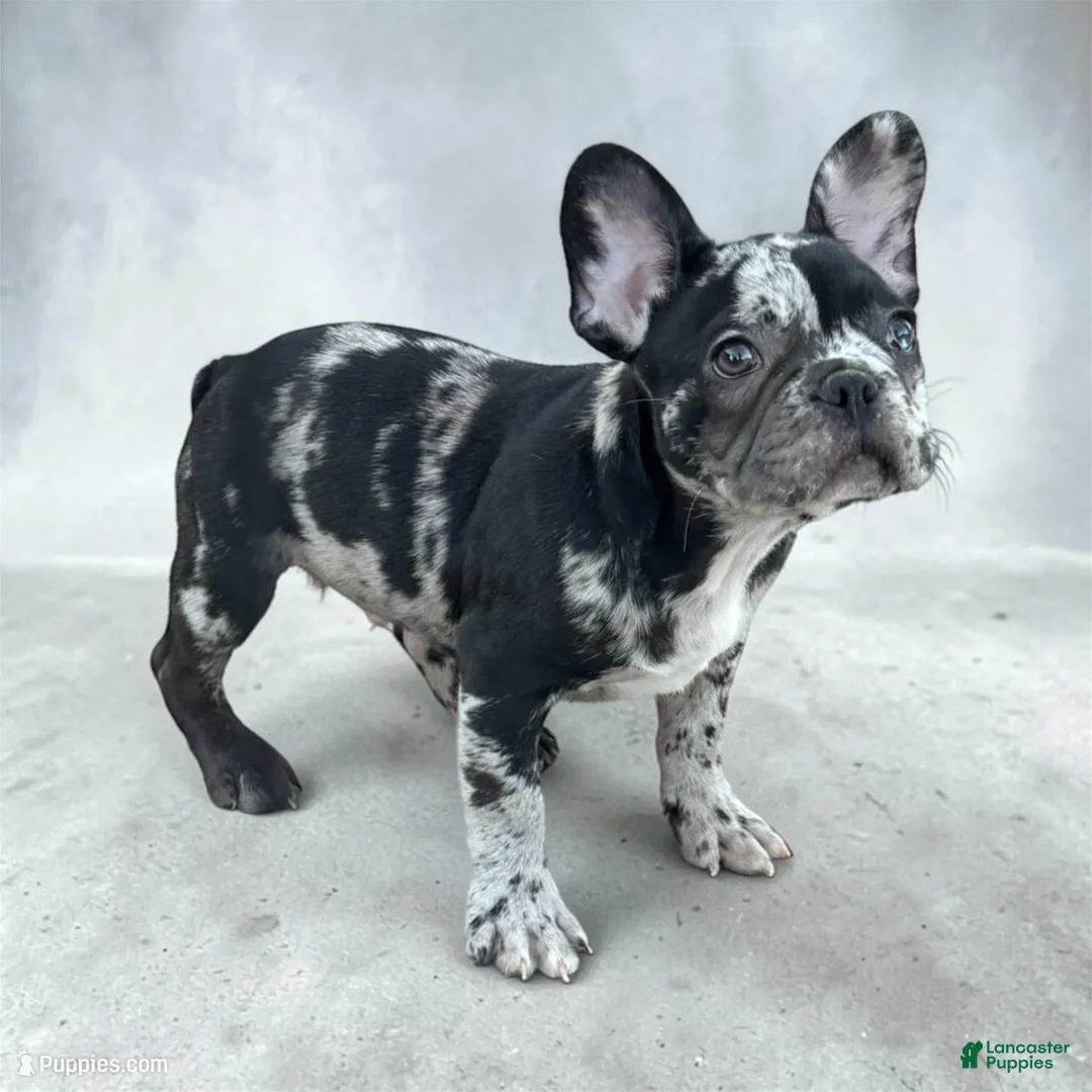 French Bulldog dogs for sale: Oreo - Ad 1