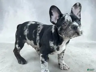 French Bulldog dogs for sale: Oreo - Ad 2