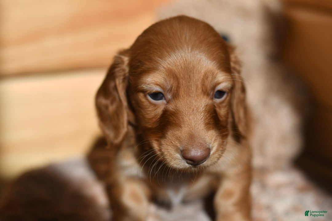 Dachshund dogs for sale: Pumpkin - Ad 3