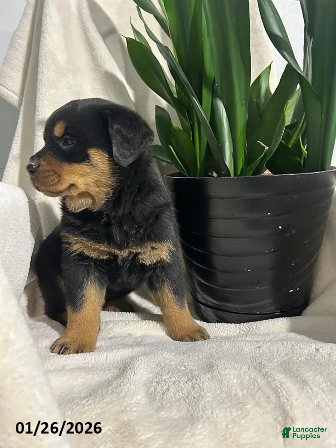 Rottweiler dogs for sale: Bella   - Ad 6