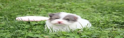 Pomeranian dogs for sale: Flora - Ad 12