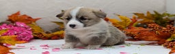 Welsh Corgi Pembroke dogs for sale: Sophie - Ad 10