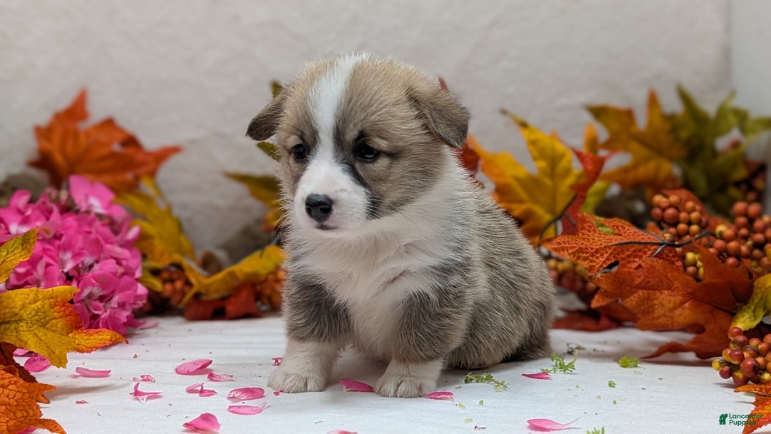 Welsh Corgi Pembroke dogs for sale: Sophie - Ad 10