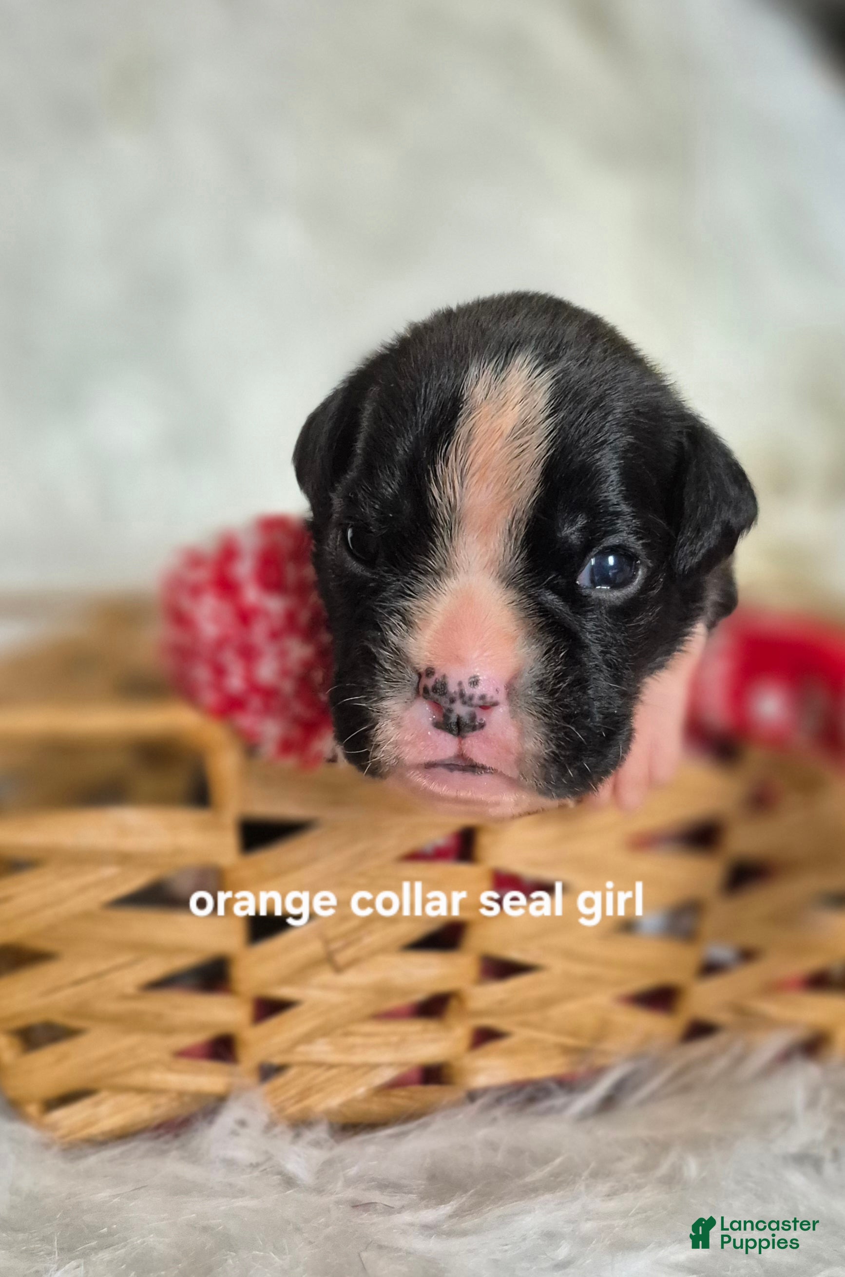 Boxer dogs Daisy  - Ad 15