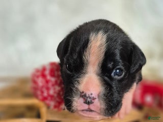 Boxer dogs for sale: Daisy - Ad 2