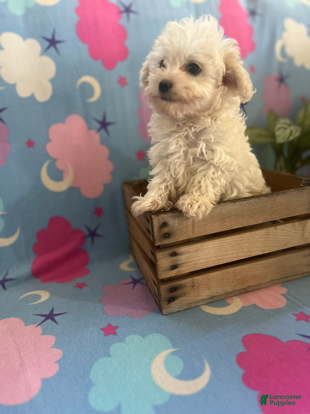 Maltipoo dogs for sale: Jaxon - Ad 1