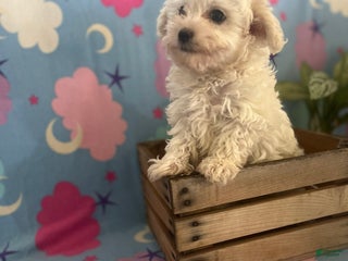 Maltipoo dogs Jaxon - Ad 25