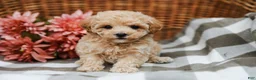 Maltipoo dogs for sale: Darla - Ad 5