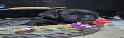 Labrador Retriever dogs for sale: Dark green collar - Ad 1