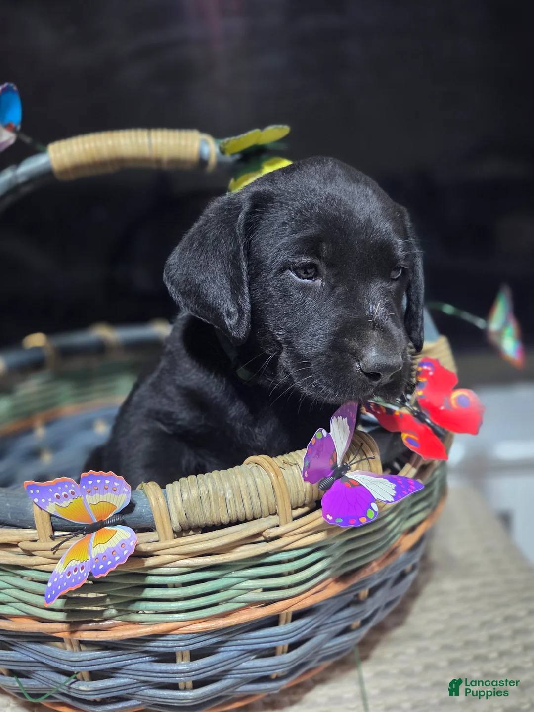Labrador Retriever dogs for sale: Dark green collar - Ad 1