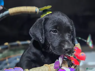 Labrador Retriever dogs Dark green collar - Ad 10