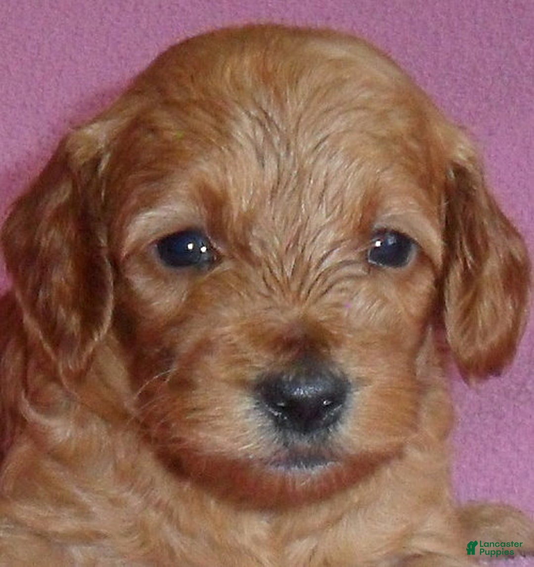 Cockapoo dogs for sale: Lola - Ad 2