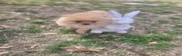 Pomeranian dogs for sale: TEDDY - Ad 3