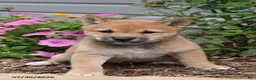 Shiba Inu dogs for sale: Jasper - Ad 1