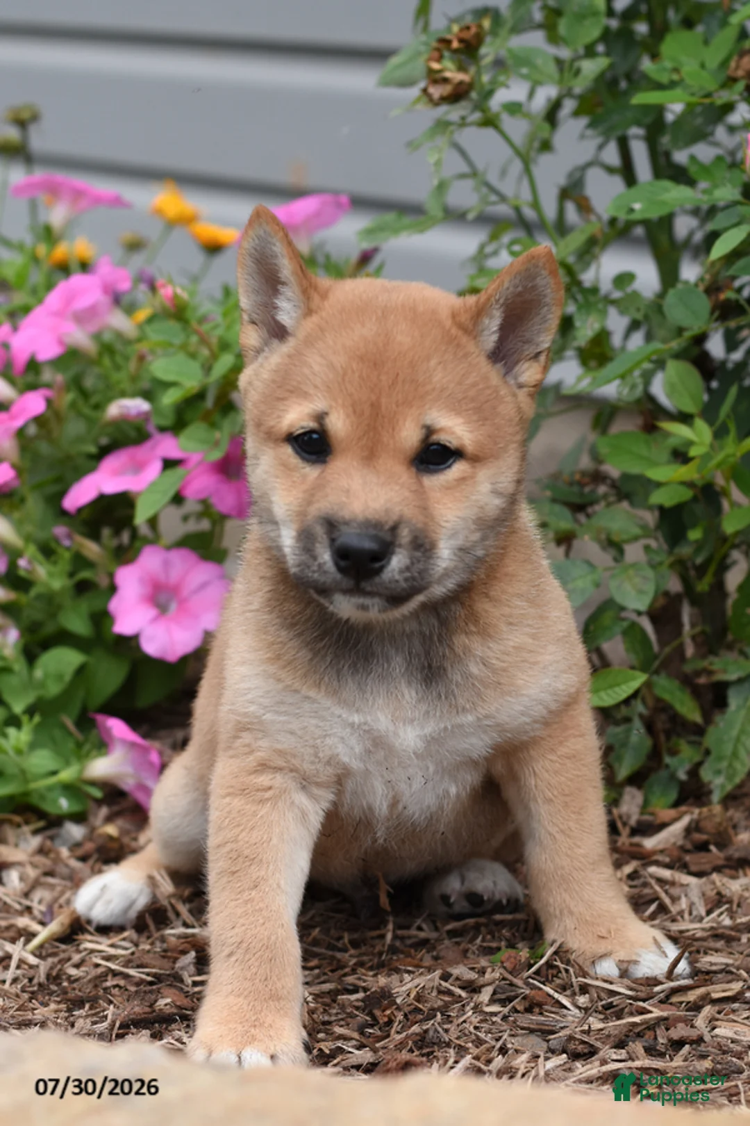 Shiba Inu dogs for sale: Jasper - Ad 1