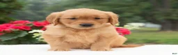 Golden Retriever dogs for sale: Kanisha  - Ad 3