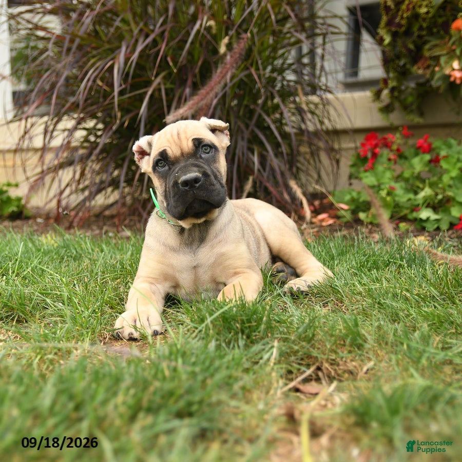 Cane Corso dogs Quincy - Ad 2