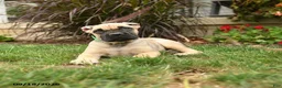 Cane Corso dogs for sale: Quincy - Ad 2