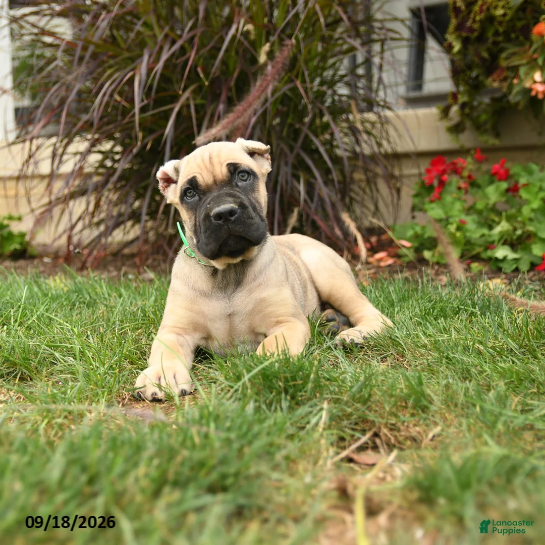 Cane Corso dogs for sale: Quincy - Ad 2