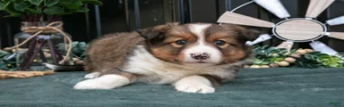 Flynn