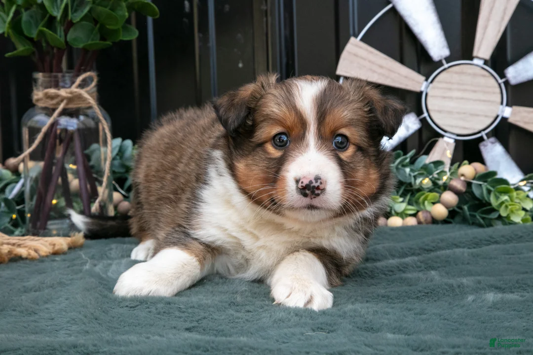 Mixed Breed dogs for sale: Flynn - Ad 1