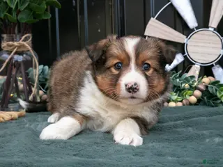 Mixed Breed dogs for sale: Flynn - Ad 4