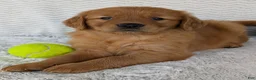 Golden Retriever dogs for sale: Rocco - Ad 17