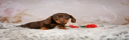 Miniature Dachshund dogs for sale: Simon - Ad 7