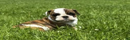 English Bulldog dogs for sale: Rye - Ad 2