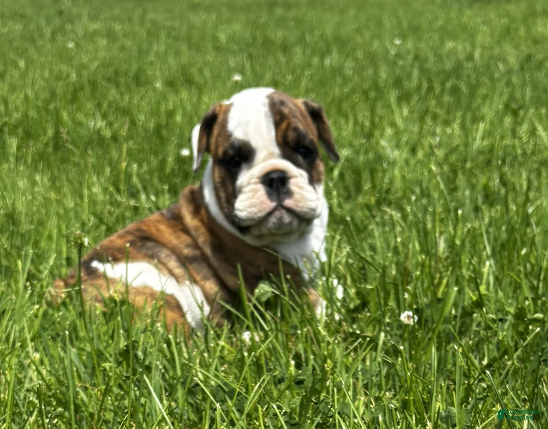 English Bulldog dogs for sale: Rye - Ad 2