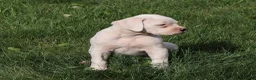 Boxer dogs for sale: Orlando - Ad 3