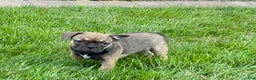 French Bulldog dogs for sale: Joy - Ad 6
