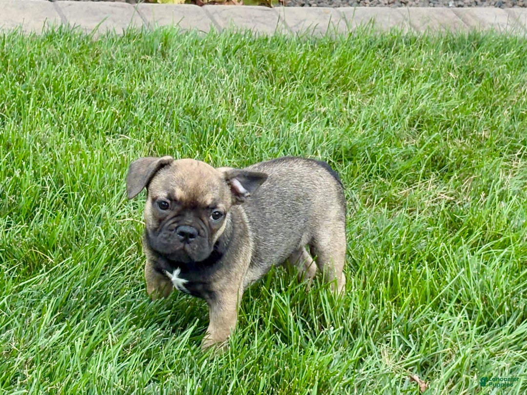 French Bulldog dogs for sale: Joy - Ad 6