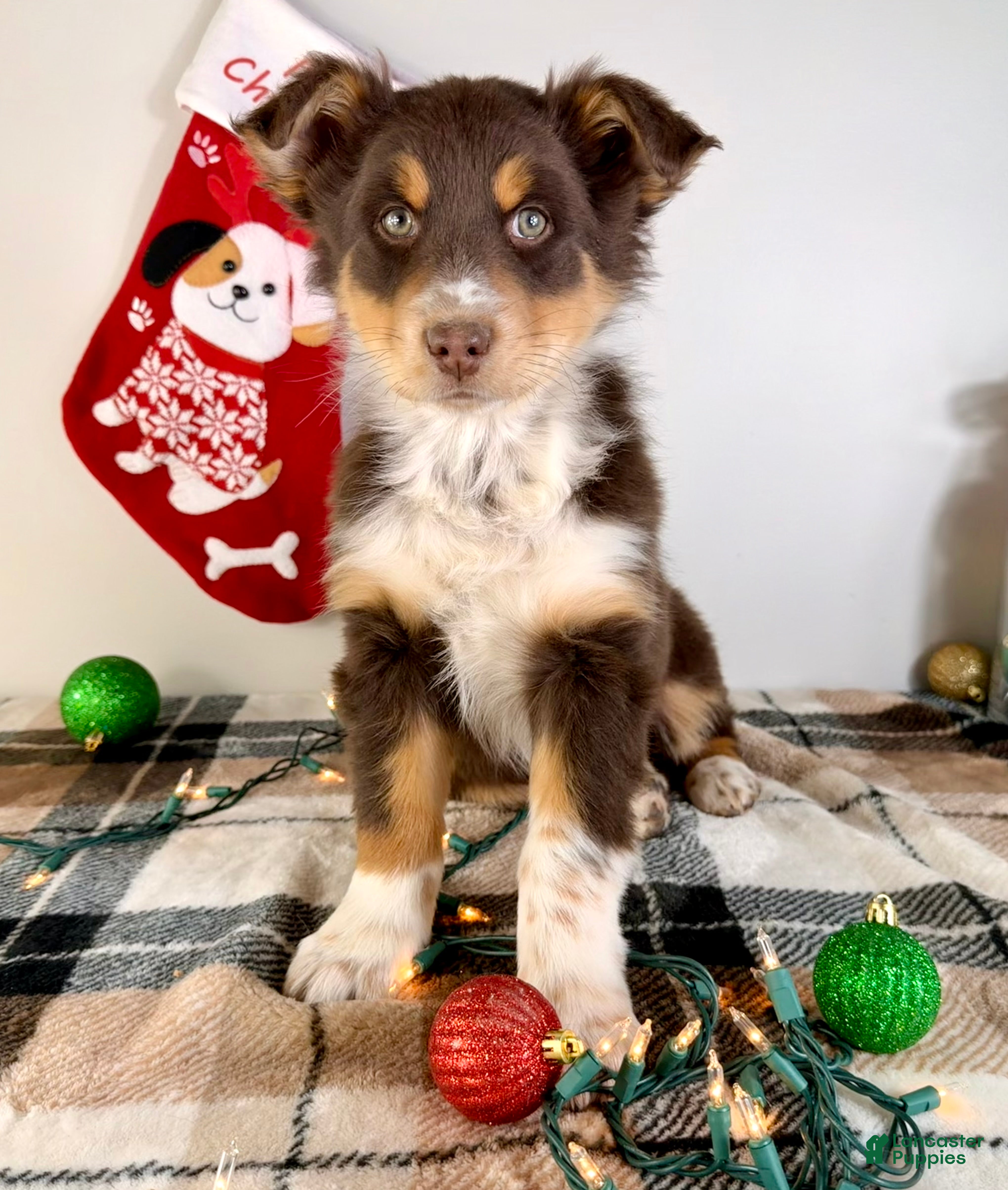 Australian Shepherd dogs Astro - Ad 24