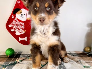 Australian Shepherd dogs Astro - Ad 24