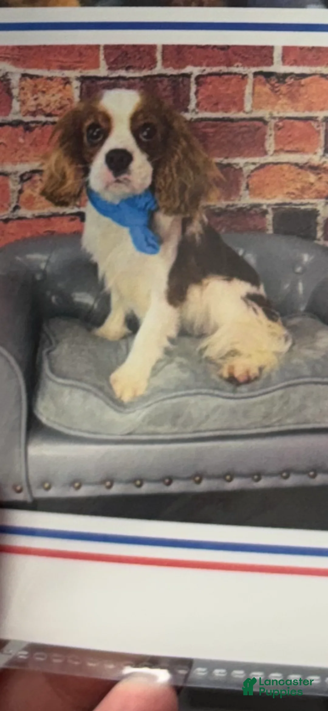 Cavapoo dogs for sale: Cavapoo Puppy 1 - Ad 5