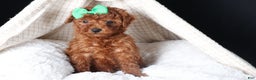 Miniature Poodle dogs for sale: BUSTER - Ad 2