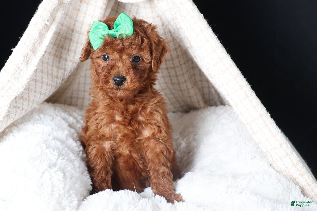 Miniature Poodle dogs for sale: BUSTER - Ad 2