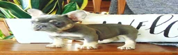 French Bulldog dogs for sale: Missy - Ad 9