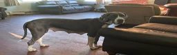 Great Dane dogs for sale: Flora - Ad 4