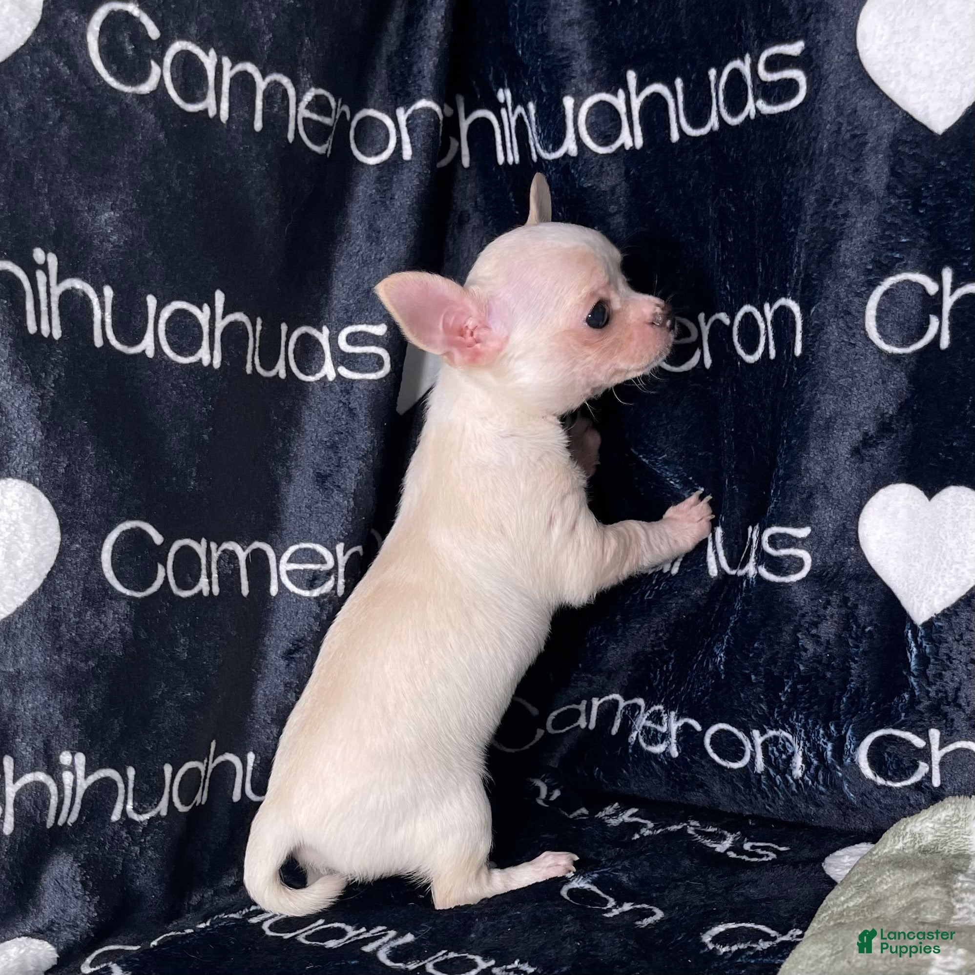 Chihuahua dogs for sale: Chloe Smooth Coat Cream - Ad 2